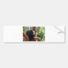 Urso preto adesivos