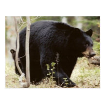 urso preto cartao postal