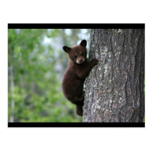 URSO PRETO CARTAO POSTAL
