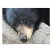 urso preto convites