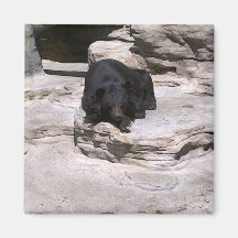 Urso preto ima