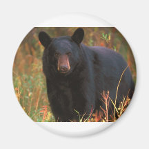 Urso preto imã de geladeira