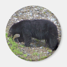 Urso preto imas