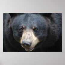 Urso preto poster
