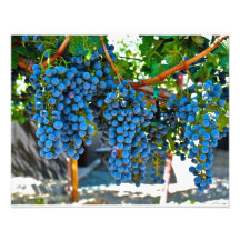 Uvas da adega de Napa Valley Impressão De Fotos