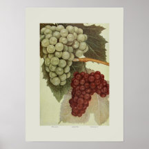 Uvas Poster