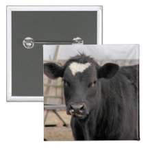 Vaca Botons