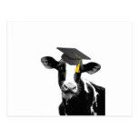 Vaca engraçada da graduação dos parabéns no boné cartão postal