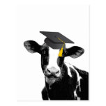 Vaca engraçada da graduação dos parabéns no boné cartão postal