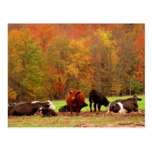 Vacas da queda cartão postal