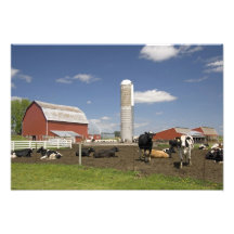 Vacas na frente de um celeiro e de um silo vermelh foto artes