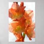 Ver-através de Gladiolas Posteres