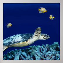 Vida marinha - tartaruga de mar poster