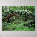 Videiras havaianas da selva poster