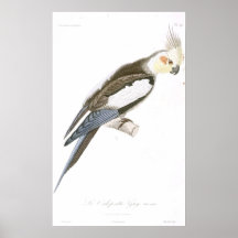 Vintage -1831-Parrot-cockatoo de tiragem francês Posteres