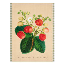 Vintage botânico - ananás perpétuo de Fraisier Cartoes Postais