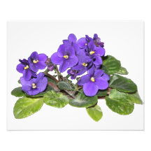 Violeta africana impressão fotográfica