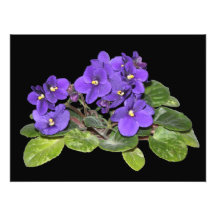 Violeta africana artes de fotos