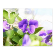 Violeta bonita do primavera cartao postal