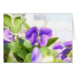 Violeta bonita do primavera cartões
