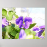 Violeta bonita do primavera impressão