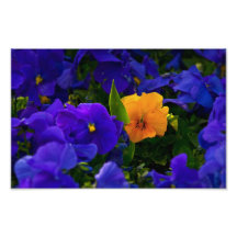 Violeta do amarelo entre violetas roxas foto artes