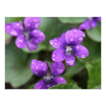 Violetas roxas molhadas impressão de fotos