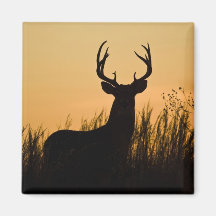 virginianus branco-atado do Odocoileus dos cervos) Imã De Geladeira