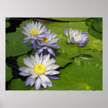 waterlilly posteres