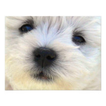 Westie Convite Personalizado