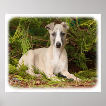 Whippet 9Y563D-005 Posters