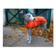 Whippet Cartão Postal