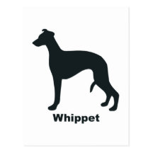 Whippet Cartao Postal