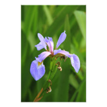 Wildflower da íris da bandeira azul impressão fotográficas