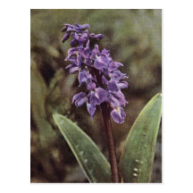 Wildflower: Orquídeas de roxo adiantado Cartões Postais