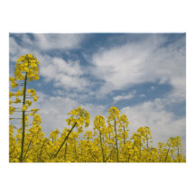 Wildflowers amarelos no céu convites