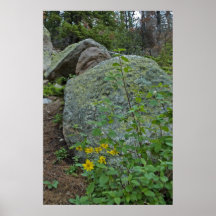 wildflowers impressão