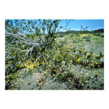 Wildflowers pequenos sob a escova convite personalizado