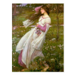 Windflowers Cartoes Postais