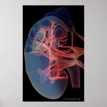 Wireframe do interior de um rim posters