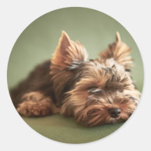 Yorkshire terrier adesivos em formato redondos