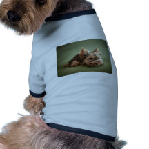 Yorkshire terrier camiseta para caes