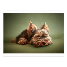 Yorkshire terrier cartão postal