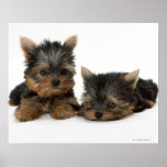 Yorkshire terrier pôsteres