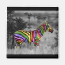 Zebra do arco-íris imãs