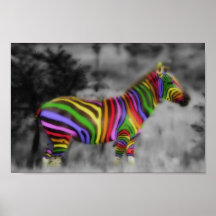Zebra do arco-íris poster