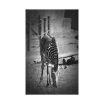 zebra impressão de canvas esticadas