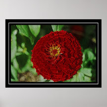 Zinnia do verão posters