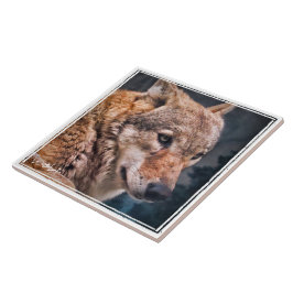 オ オ カ ミ タ イ ル