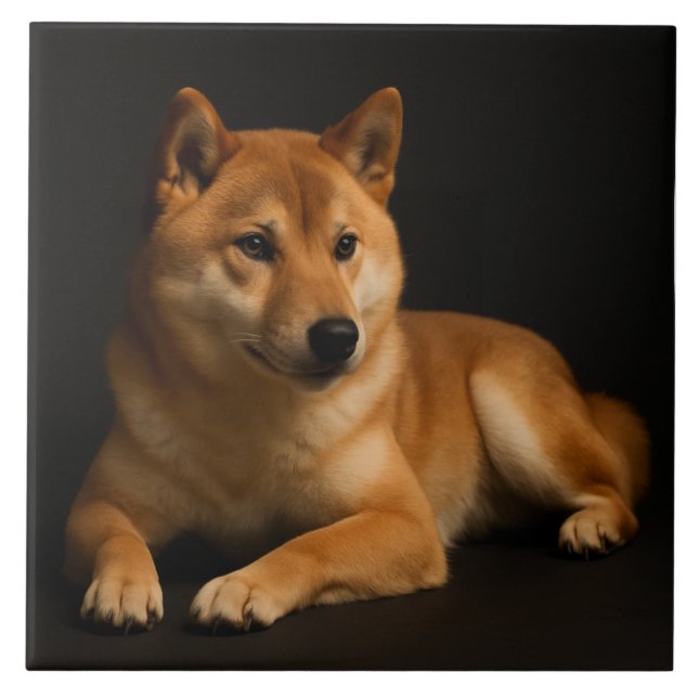 柴犬ポートレート – Shiba Inu Art (Frente)